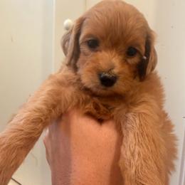 Girl 6 - Red  female Goldendoodle puppy in Meridian, Mississippi from Magnolia Poodles and Doodles