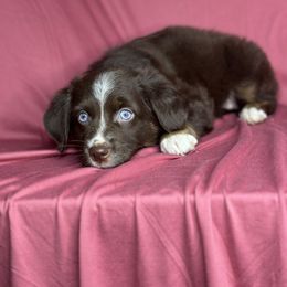 Bell - Red tri female Toy Australian Shepherd puppy in Milton Freewater, Oregon from Sparkling Cross Toy & Mini Aussies
