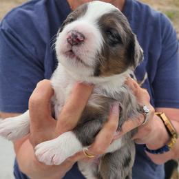 Snoopy-Purple - Blue merle male Bernedoodle puppy in Dugway, Utah from Luv4Bernedoodles