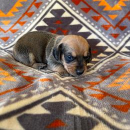 Hank - Red male Dachshund puppy in Opelika, Alabama from Dachshund Darlins