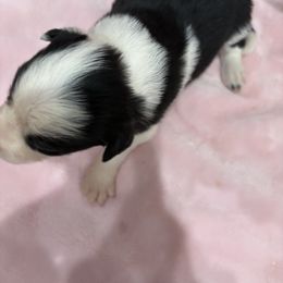 Border Collie Puppies from Vowell Farm Border Collies