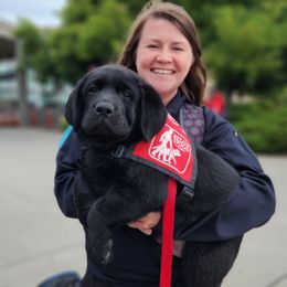 Labrador Retriever Puppies from Eternity Labradors