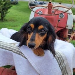 Dachshunds from Sherfield