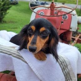 Dachshunds from Sherfield