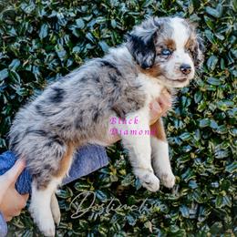 Black Diamond - Blue merle female Aussiedoodle puppy in Kennesaw, Georgia from Distinctive Doodle