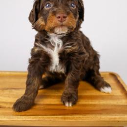 Meena  (brown collar) - Brown female Bernedoodle puppy in Lehi, Utah from Heart J Bernedoodles