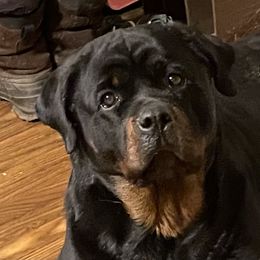 Amara  - Rottweiler