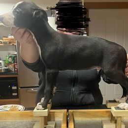 Han - Black Whippet puppy in Erving, Massachusetts from Mariki Hounds