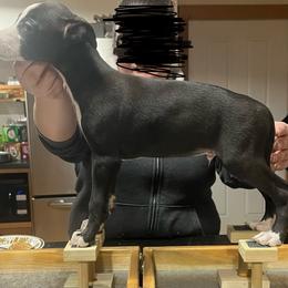 Han - Black Whippet puppy in Erving, Massachusetts from Mariki Hounds
