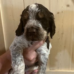 Green - Tri-Roan male English Springer Spaniel puppy in Godley, Texas from Legacy Springer Spaniels