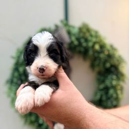 Rowan - Tri-color male Bernedoodle puppy in Malvern, Arkansas from Cove Creek Companions