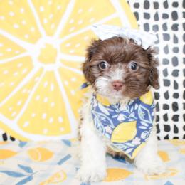 Cavapoo puppies from Double M Cocker Spaniels