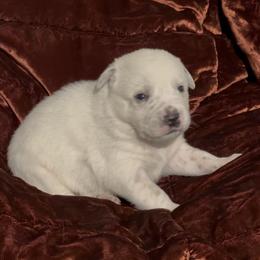 Prescious medium size adorable girl - Red mottled female Australian Cattle Dog puppy in Scurry, Texas from RedHorizon AKC Australian Cattle Dogs (Heelers)
