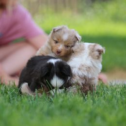 Australian Shepherd, Miniature American Shepherd, Miniature Australian Shepherd, and Toy Australian Shepherd Puppies from Painted Blue Aussies