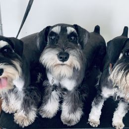 Millie - Miniature Schnauzer