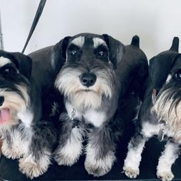 Millie - Miniature Schnauzer