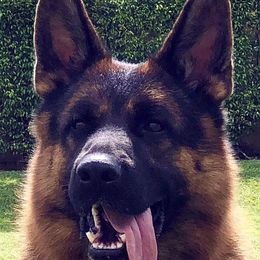 Ultimo  - German Shepherd