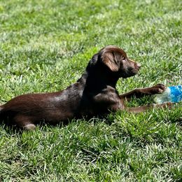 Teal - Labrador Retriever