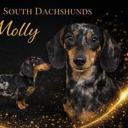 Molly - Dachshund