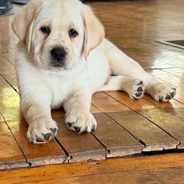 Boy 1 - Yellow male Labrador Retriever puppy in Hoosick Falls, New York from Findaway Labradors