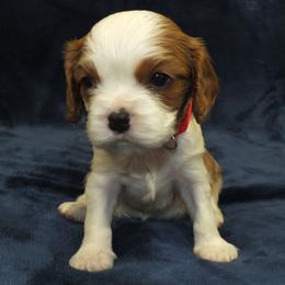 Cavalier King Charles Spaniel Puppies from Lucia's Cavalier King Charles Spaniels