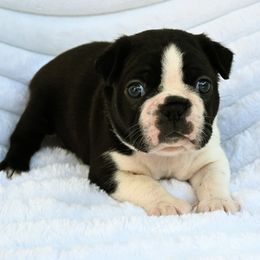 Inky - Seal brindle and white male Boston Terrier puppy in Plymouth, New Hampshire from Punk Kennels