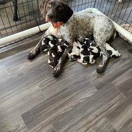 Gabby - German Shorthaired Pointer