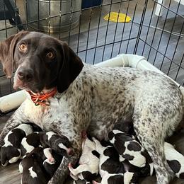 Gabby - German Shorthaired Pointer