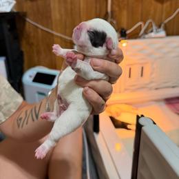 Pied female - Black and white female French Bulldog puppy in Jefferson City, Missouri from Central Frenchie Haven