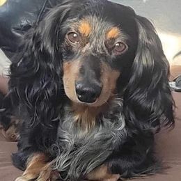 Mr peets - Dachshund