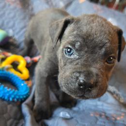 Yellow Collar - Gray female Cane Corso puppy in Henry, Virginia from Hardradas Dynasty Cane Corso