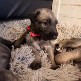 Destiny - Wheaten female Irish Wolfhound puppy in Uintah County, Utah from Bingo's Wolfhounds, Lollipop Pomskies