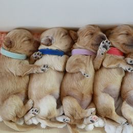 Australian Labradoodle Puppies from Chestnut Hill Australian Labradoodles