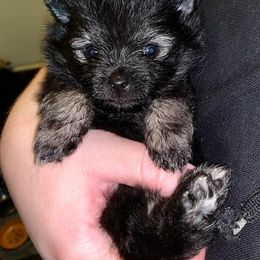 Pomeranian Puppies from Heartlove Poms