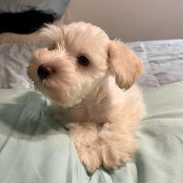 Marcus - Wheaten male Miniature Schnauzer puppy in Interlachen, Florida from Pam's Schnauzers