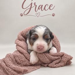Grace - Blue merle female Assorted Doodle Crosses puppy in Waco, Georgia from Huff Family Doxies & Doodles