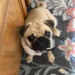 Gigi - Pug