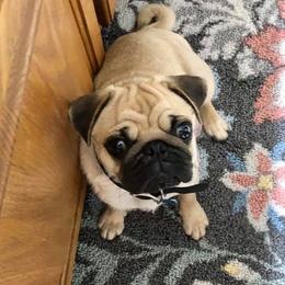 Gigi - Pug