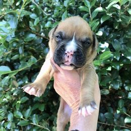 Boxer Puppies from Northwest Florida Boxers