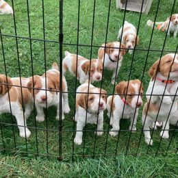 Brittany Puppies from Fox Mtn Brittanys