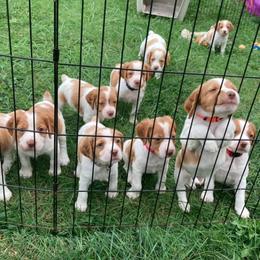 Brittany Puppies from Fox Mtn Brittanys