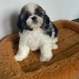 Baxter - Tricolor male Shih Tzu puppy in California from Fairy Tails Shih Tzus CA