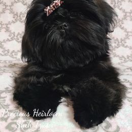 Opal - Shih Tzu