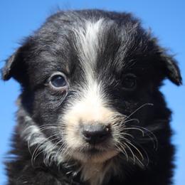 Jordan - Black tri-color male Australian Shepherd puppy in Four Oaks, North Carolina from RoseWest Farms