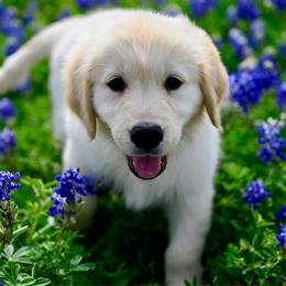 Cubby - Light golden male Golden Retriever puppy in Ennis, Texas from Amberidge Golden Retrievers