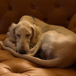 Etta - Cream female Saluki puppy in Grass Valley, California from Sahar Paz Salukis