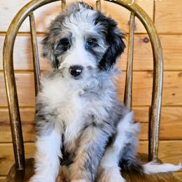 Crawford - Blue merle male Aussiedoodle puppy in Lancaster, Minnesota from Wilson Cattle Co.