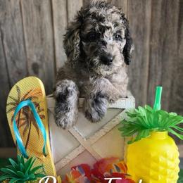 Rose-pink collar - Merle female Saint Berdoodle puppy in Paw Paw, Michigan from ProAct Canines