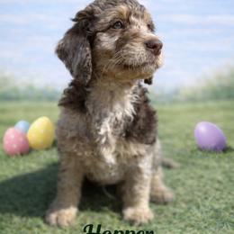 Jim Hopper - Chocolate merle male Bernedoodle puppy in Bennett, Colorado from Darling Paws, LLC