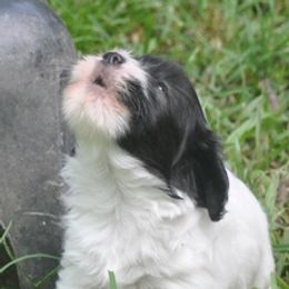 Havanese from Liberty LionsWatch (Georgia)